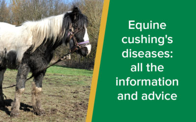 parkside-vets-equine-cushings-diseases-wp