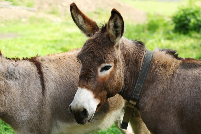 Equine parasites in donkeys 