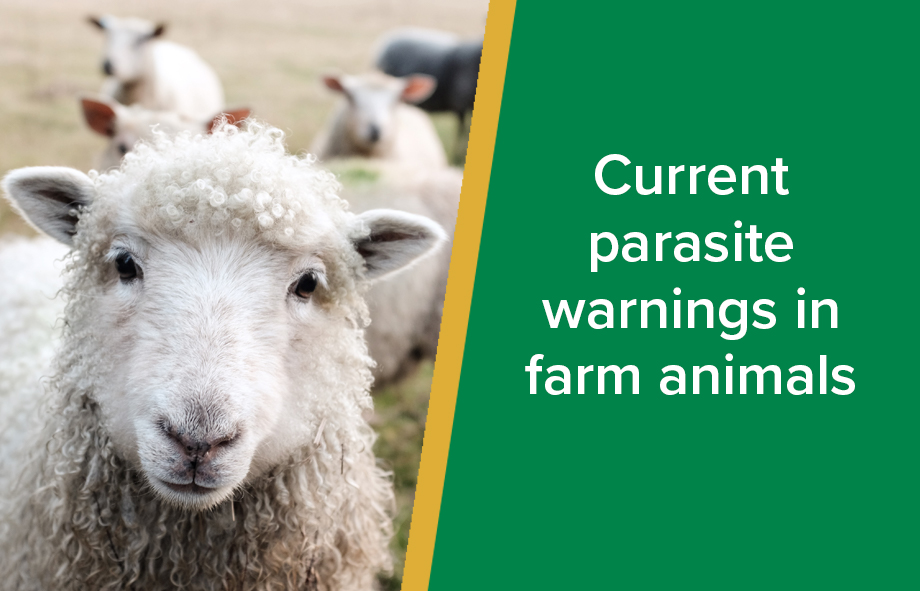 Parksite Veterinary Group - Current Parasites Warning - wp