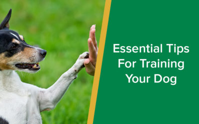 parkside-vets-essential-tips-for-training-your-dog-wp
