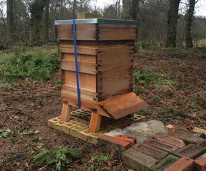 parkside-vets-bee-blog-january-hive