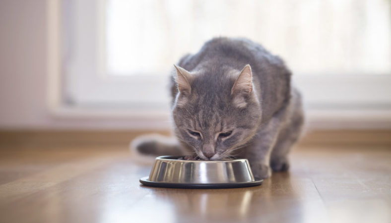 Useful Guide to Feeding Cats and Kittens - Parkside Vets