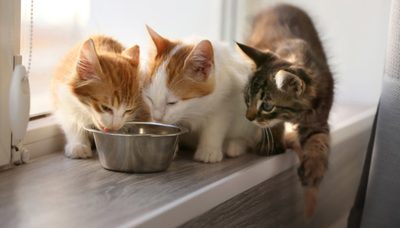 Useful Guide To Feeding Cats And Kittens - Parkside Vets