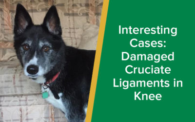 parkside-vets-interesting-cases-damaged-cruciate-ligaments-dog-wp