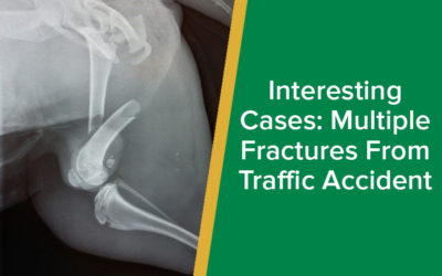 parkside-vets-interesting-cases-multiple-factures-traffic-accident-dog-wp