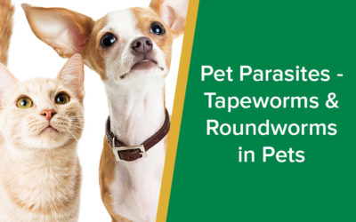 pet-parasites-parkside-vets-wp2