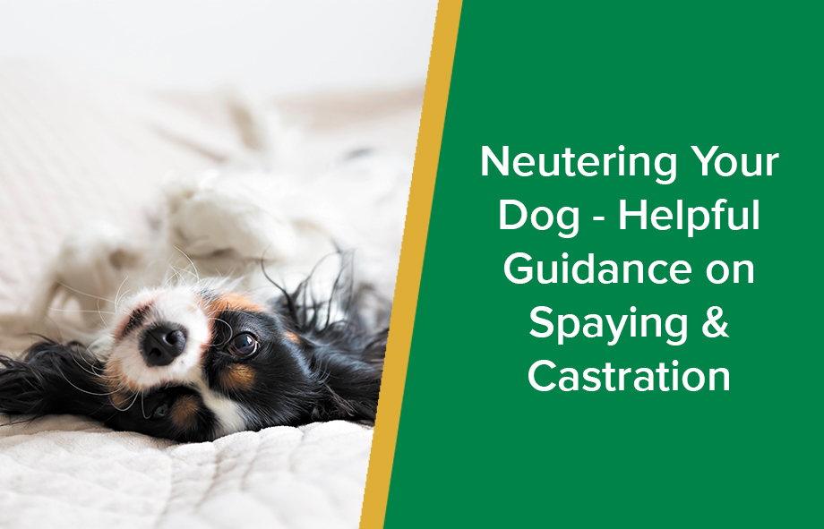 Is castration the same best sale as neutering