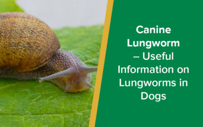 parkside-vets-pets-canine-lungworm-information-lungworms-in-dogs-wp