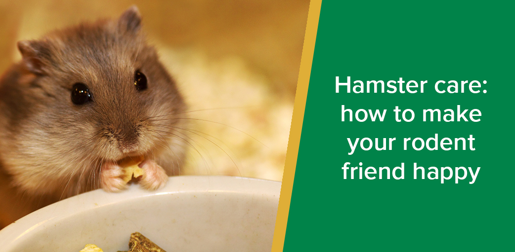 How to Care for a Pet Chinese Hamster