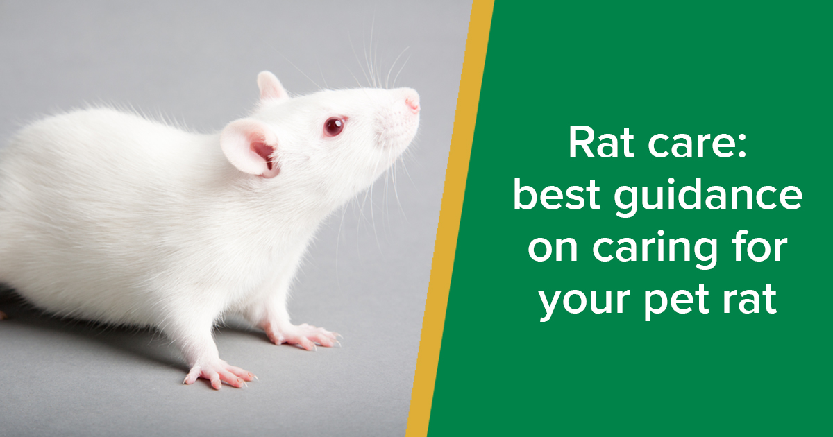 Pet rat deals care