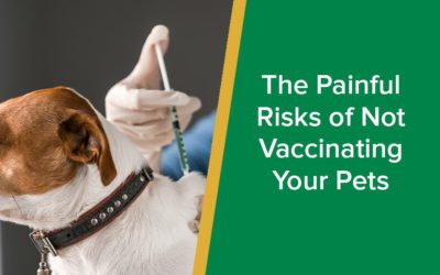 parkside-vets-the-painful-risks-of-not-vaccinating-your-pets-wp