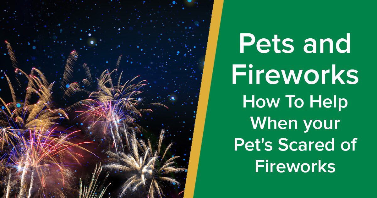 Pets And Fireworks | How To Help When Your Pet's Scared Of Fireworks ...