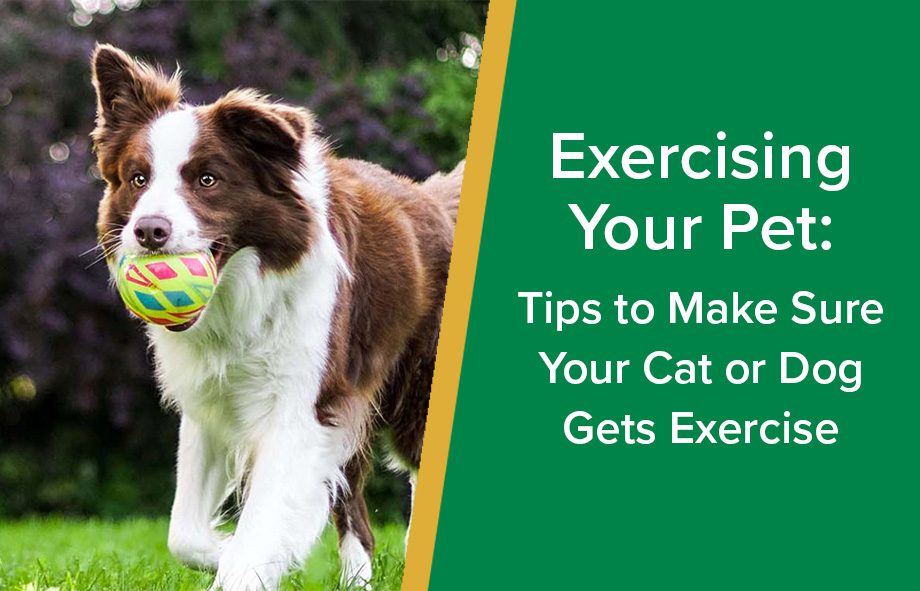 Tips for Dog Exercise