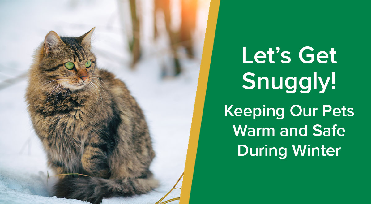 10 ways to keep your small pets snug and warm in winter. – Excel