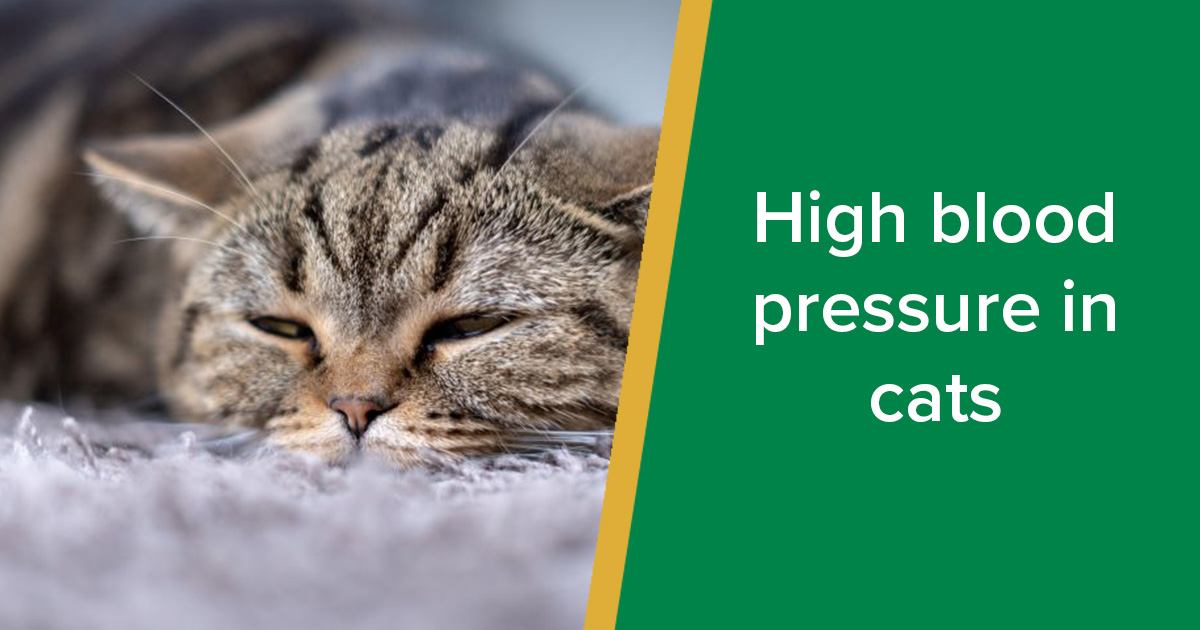 high-blood-pressure-hypertension-in-cats-parkside-vets-pets