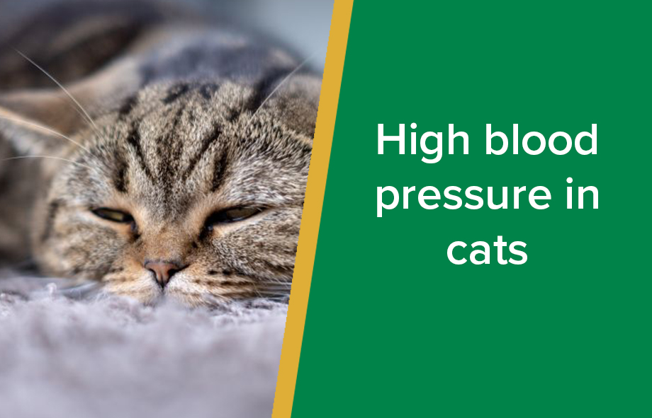 Blood pressure medication for cats hotsell