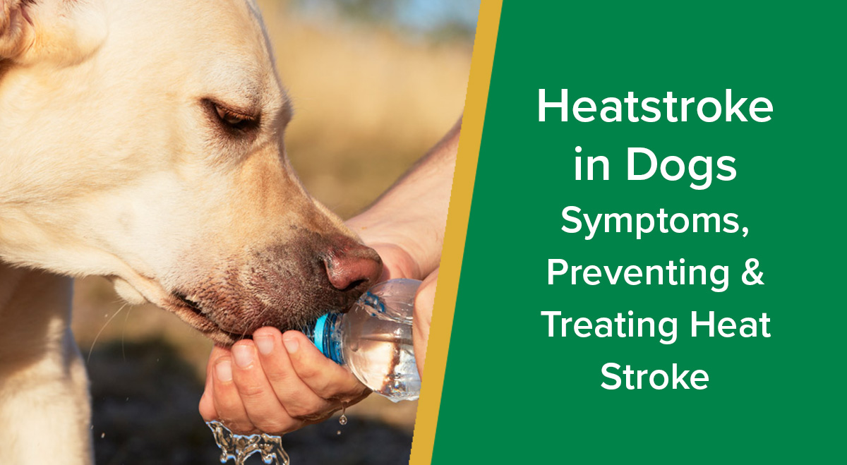 heatstroke-in-dogs-symptoms-preventing-treating-heat-stroke