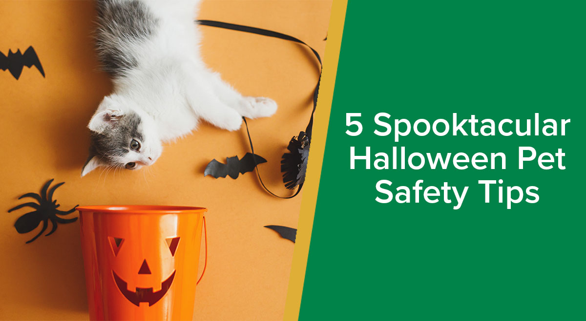 5 Spooktacular Halloween Pet Safety Tips - Parkside Vets Pets