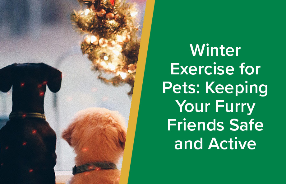 Exercising dog best sale in winter