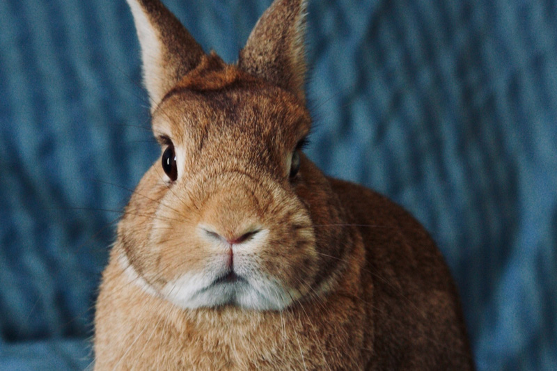 Rabbit Owners Guide to Vaccinations