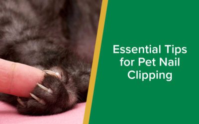 Essential Tips for Pet Nail Clipping-ParksideVets