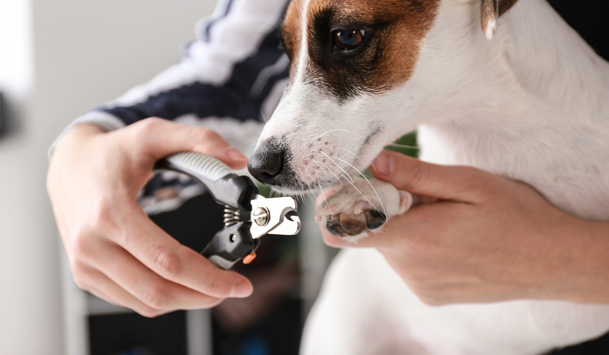 Pet Nail Clipping