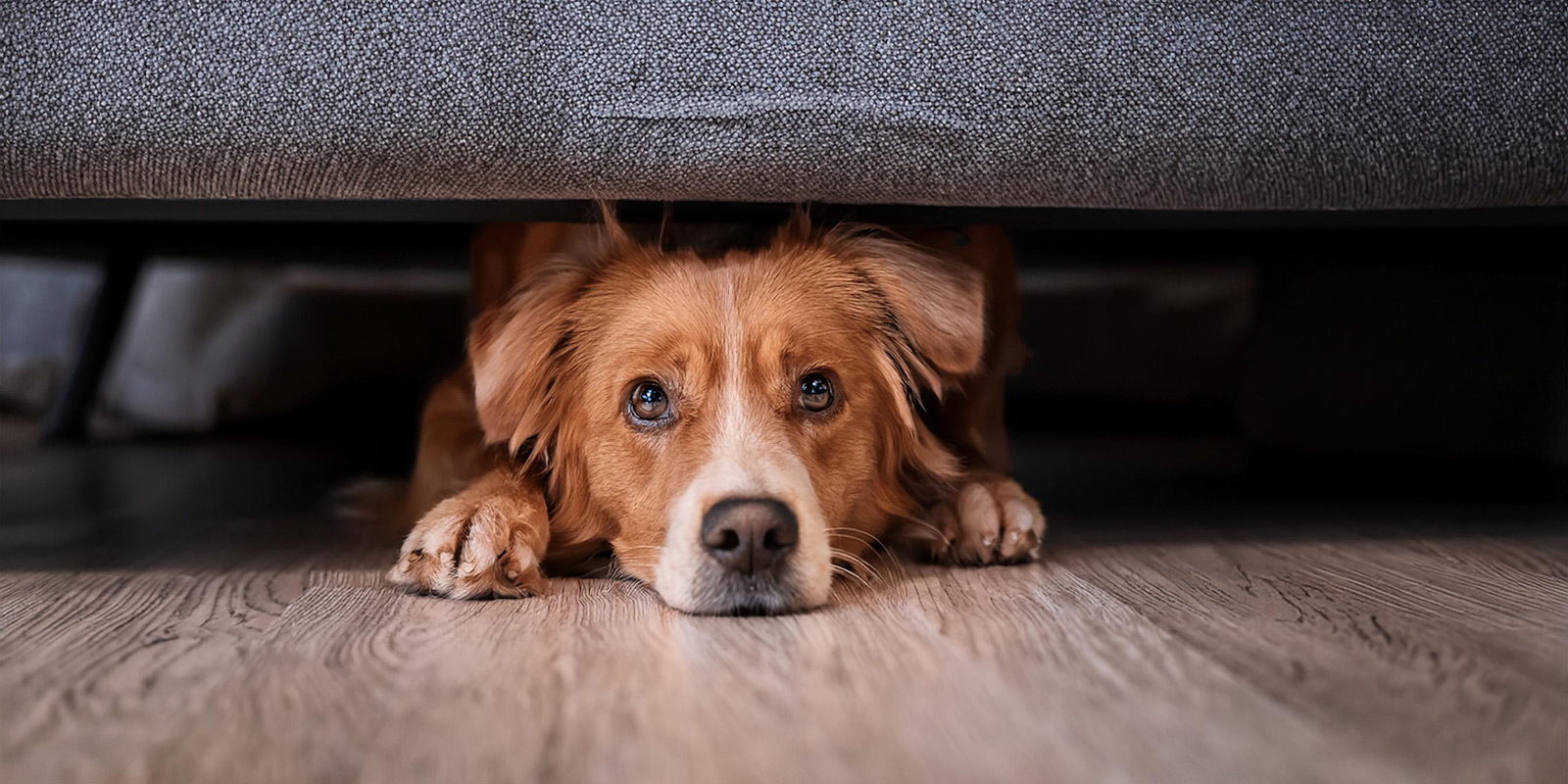 How to Help Your UK Pet Overcome Fears and Phobias 