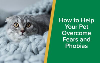 pet-fears-and-phobias-wp