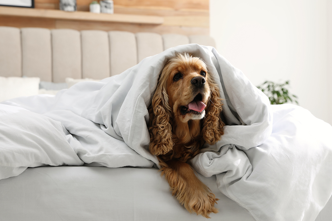 A Guide to Keeping Dogs Safe in Colder Weather