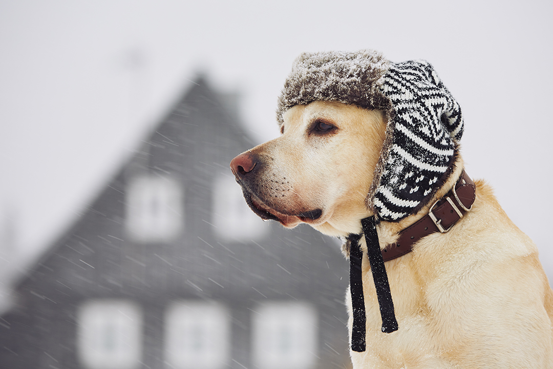 A Guide to Keeping Dogs Safe in Colder Weather