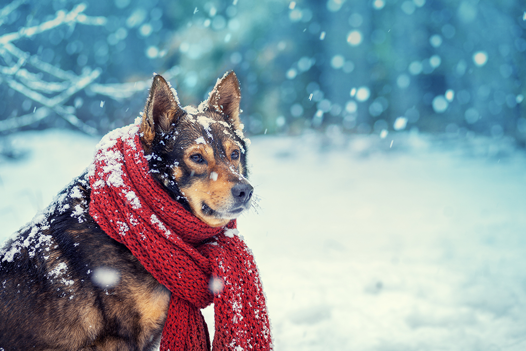 A Guide to Keeping Dogs Safe in Colder Weather