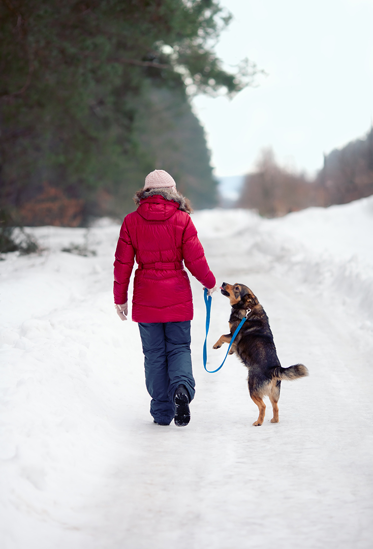 A Guide to Keeping Dogs Safe in Colder Weather