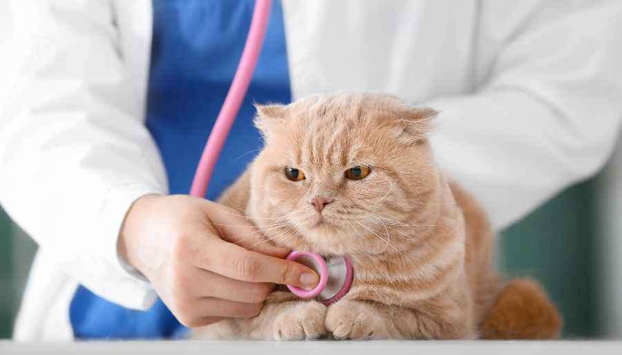 Pet Nail Clipping